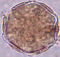 hyptis